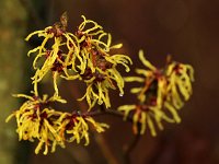 Hamamelis Amanon 2016 01 23 9033